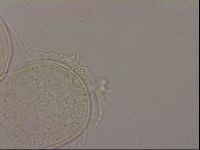 Hypsibius dujardini image