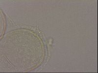 Hypsibius dujardini image