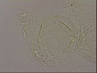 Hypsibius dujardini image