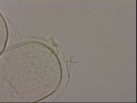 Hypsibius dujardini image