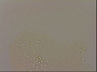 Hypsibius dujardini image