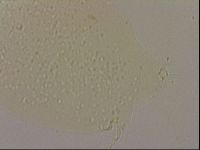 Hypsibius dujardini image