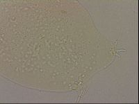 Hypsibius dujardini image