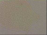 Hypsibius dujardini image
