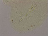 Hypsibius dujardini image