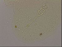 Hypsibius dujardini image