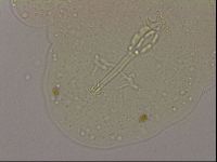 Hypsibius dujardini image