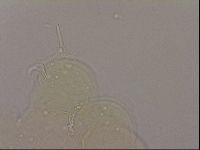 Hypsibius dujardini image
