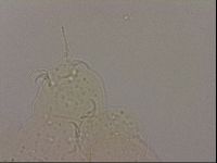 Hypsibius dujardini image