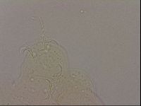 Hypsibius dujardini image