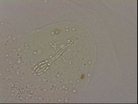 Hypsibius dujardini image