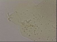Hypsibius dujardini image