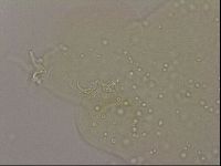 Hypsibius dujardini image