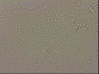 Hypsibius dujardini image