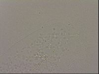 Hypsibius dujardini image