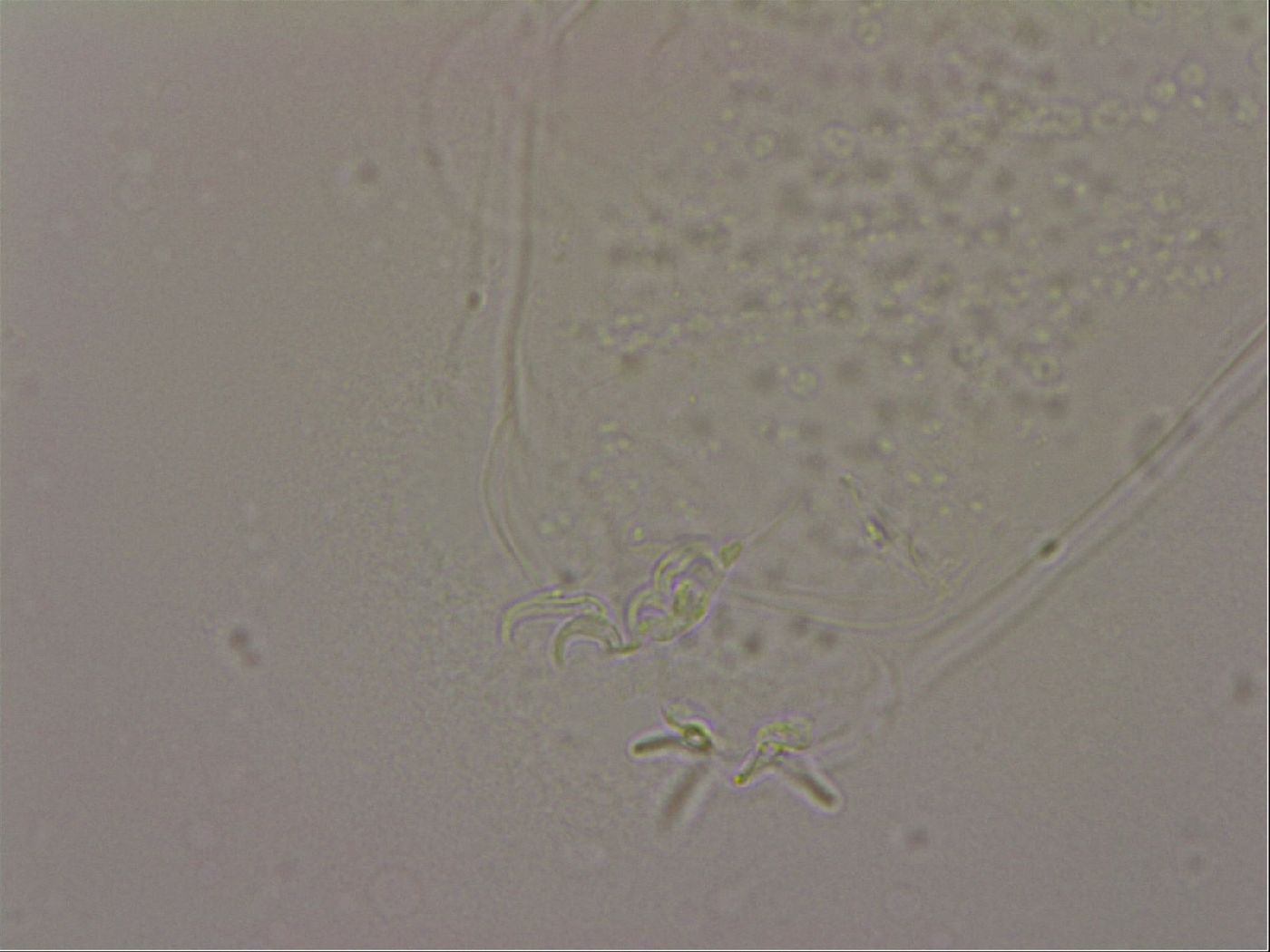 Hypsibius dujardini image