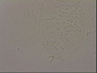 Hypsibius dujardini image