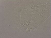 Hypsibius dujardini image