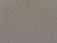 Hypsibius dujardini image