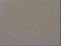 Hypsibius dujardini image
