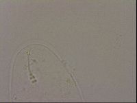 Hypsibius dujardini image