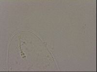 Hypsibius dujardini image