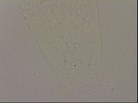 Hypsibius dujardini image