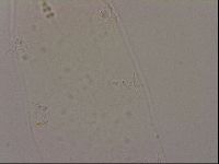 Hypsibius dujardini image