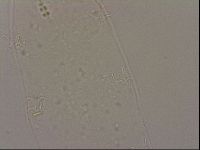 Hypsibius dujardini image