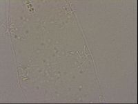 Hypsibius dujardini image