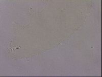 Hypsibius dujardini image