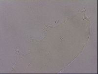 Hypsibius dujardini image