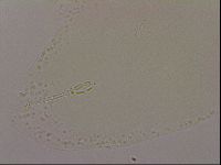 Hypsibius dujardini image