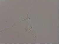 Hypsibius dujardini image