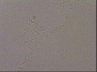 Hypsibius dujardini image