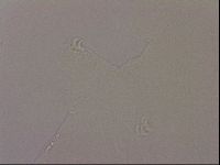 Hypsibius dujardini image