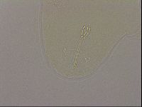 Hypsibius dujardini image