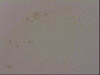 Hypsibius dujardini image