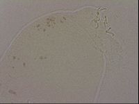 Hypsibius dujardini image