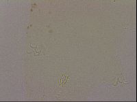 Hypsibius dujardini image