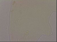 Hypsibius dujardini image