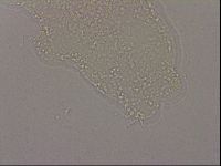 Hypsibius dujardini image