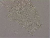 Hypsibius dujardini image