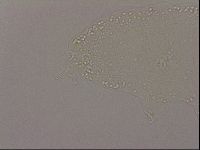 Hypsibius dujardini image