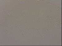 Hypsibius dujardini image