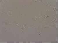 Hypsibius dujardini image