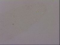 Hypsibius dujardini image