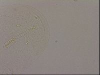 Hypsibius dujardini image