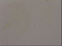 Hypsibius dujardini image