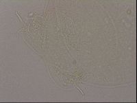 Hypsibius dujardini image